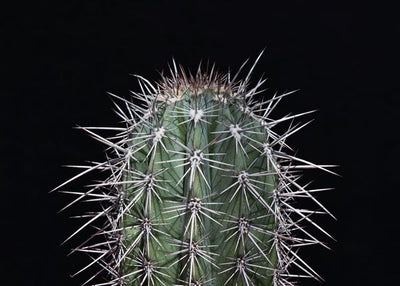 Kaktus igle Default Title