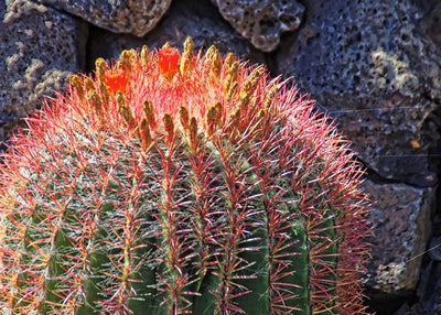Kaktus iglice crvene Default Title