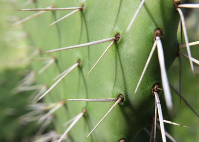 Kaktus ostre igle Default Title