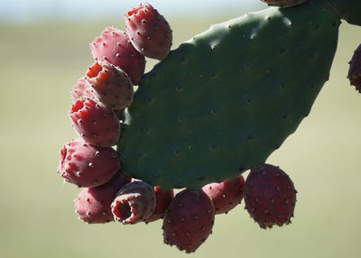 Kaktus sitni cvetovi crveni Default Title