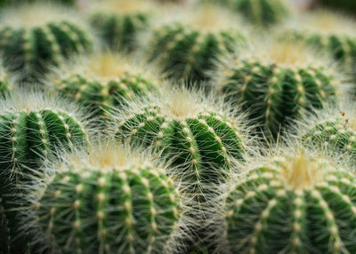 Kaktus tamno zeleni Default Title