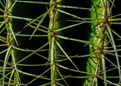 Kaktus zelene igle Default Title