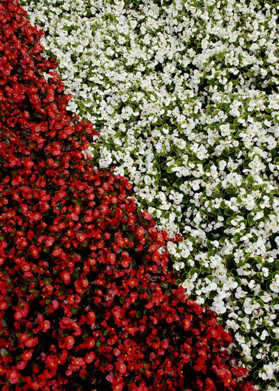 Dekorativno cvece belo crvene nijanse Default Title