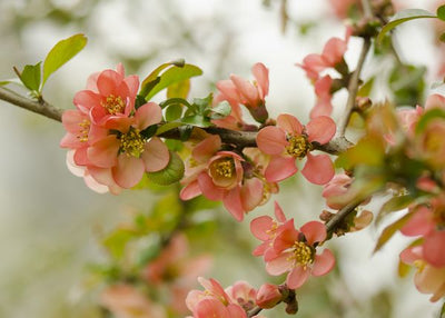 Dekorativno cvece i vrt Default Title