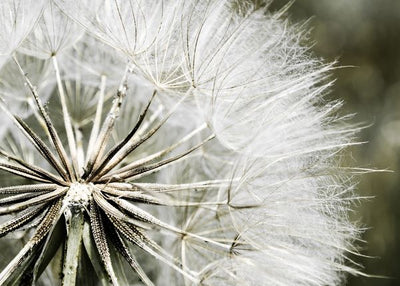 Dekorativno cvece maslacak izbliza Default Title