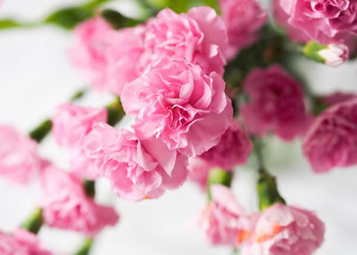 Dekorativno cvece roze karanfilici Default Title