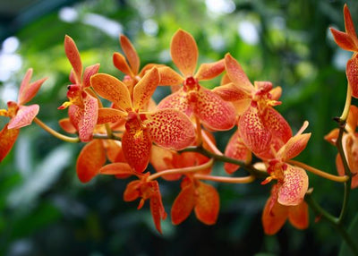 Orhideja narandzasta Default Title