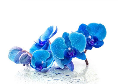Orhideja plavi cvet Default Title