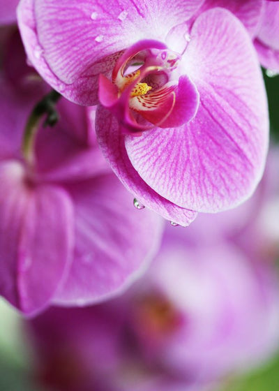 Orhideja roze latice krupan kadar Default Title