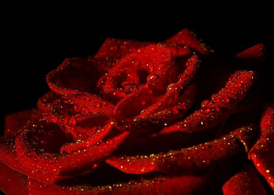 Ruza crvena i crna pozadina Default Title