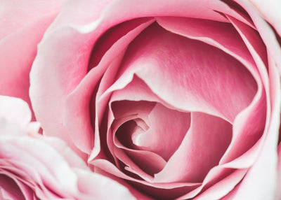 Ruza roze boje sredina Default Title