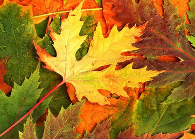 Lisce fotografije jesenje boje Default Title