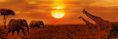 Afrika slonovi zirafe i zalazak sunca Default Title
