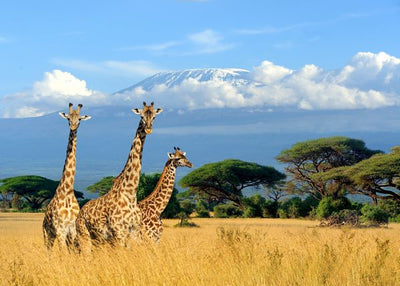 Kenija tri zirafe na planini Kilimanjaro Default Title