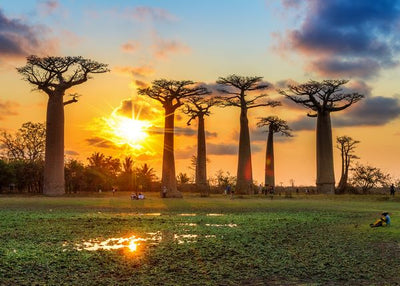 Madagaskar prekrasno Baobabove drvece Default Title