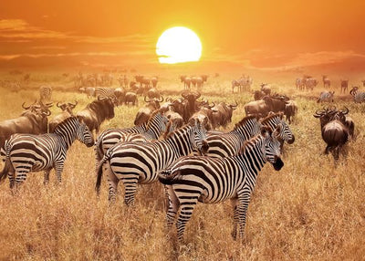 Tanzanija zebra u parku u Serengeti Default Title