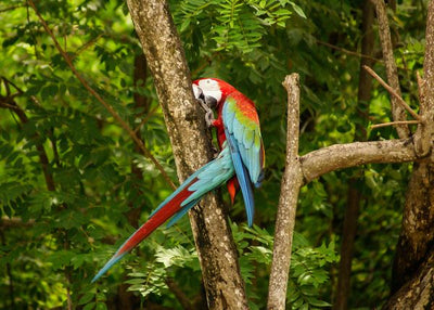 Kolumbija papagaj Default Title