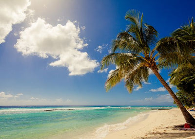 Barbados palme na plazi Default Title