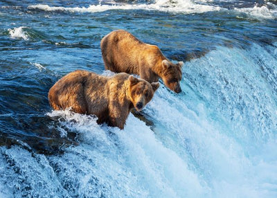 Aljaska medvedi na vodi Default Title
