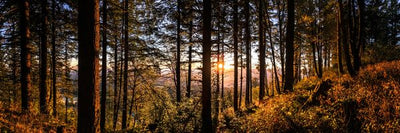 Oregon Bald Peak State Park Default Title