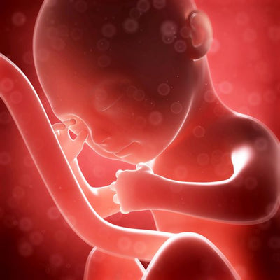 Anatomija beba u majci Default Title