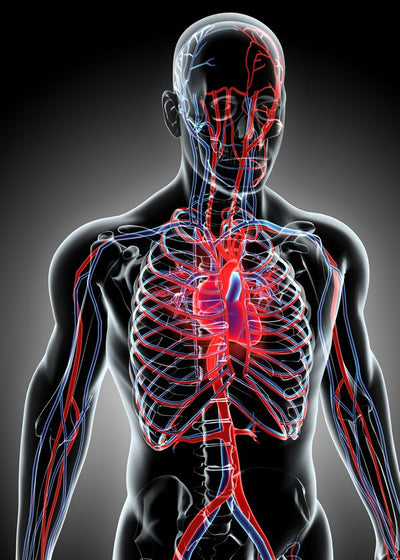 Anatomija kardiovaskularni sistem Default Title