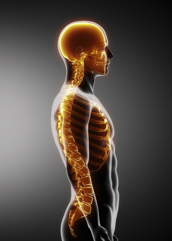 Anatomija kicma i grudni kos – Posteraj - štampa i uramljivanje