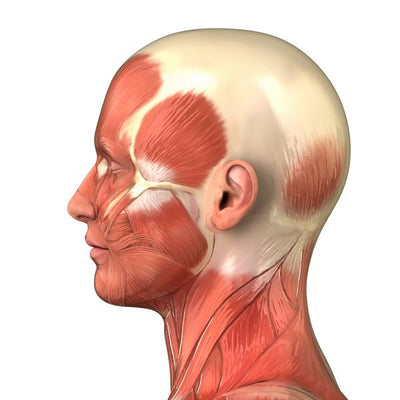Anatomija misici glave profil Default Title