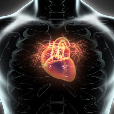 Anatomija srce u grudima Default Title