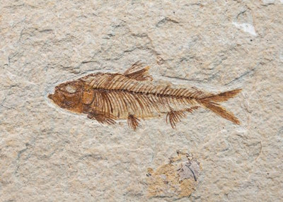 Arheologija i riba u steni Default Title