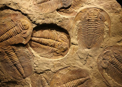Arheologija vise fosila Default Title