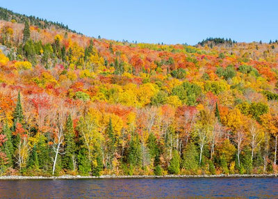 Jesen i drvece boja raznih Default Title