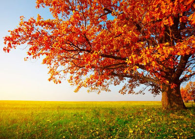 Jesen i drvo na livadi Default Title