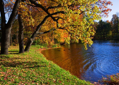 Jesen i drvo pored jezera Default Title