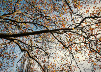 Jesen i golo drvo Default Title