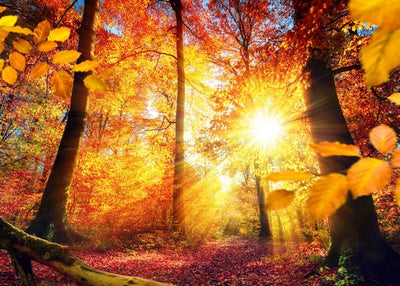 Jesen i jesenje sunce Default Title