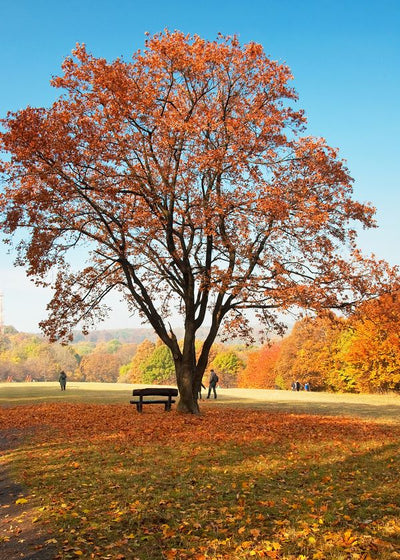 Jesen i klupa ispod drveta Default Title