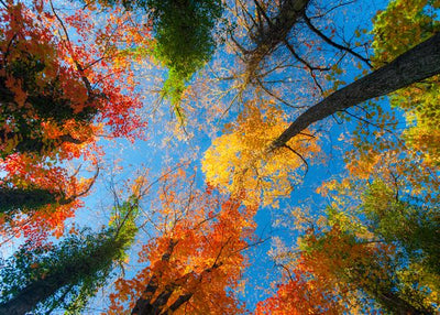 Jesen i nebo plave boje Default Title