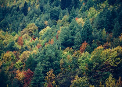 Jesen i zeleno drvece Default Title