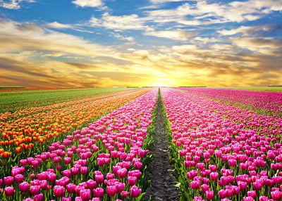 Polja cveca roze i sarene lale Default Title