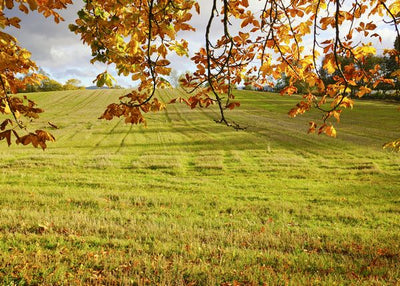 Poljana jesen Default Title