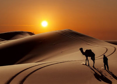 Pustinje dine kamila i covek Default Title
