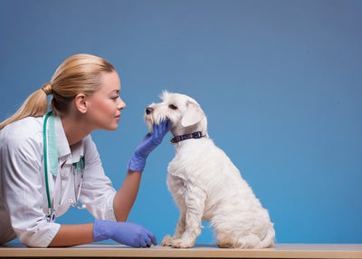 Veterinarske ordinacije, veterinari beli pas Default Title