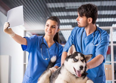 Veterinarske ordinacije, veterinari haski Default Title