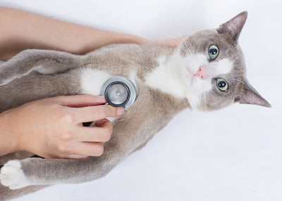 Veterinarske ordinacije, veterinari maca na pregledu kod veterinara Default Title