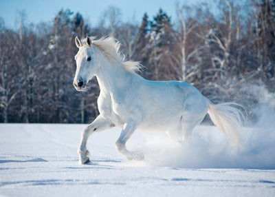 Konj beo na snegu Default Title