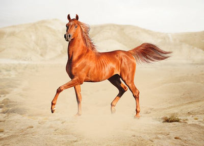 Konj braon u pustinji Default Title