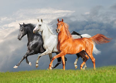 Konj crni beli i braon Default Title