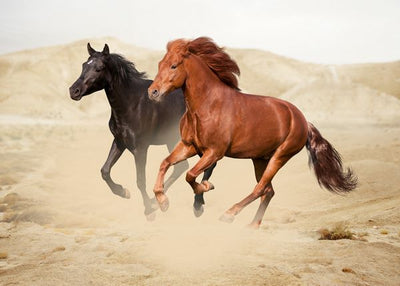Konj crni i braon u pustinji Default Title