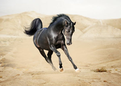 Konj crni trci u pustinji Default Title